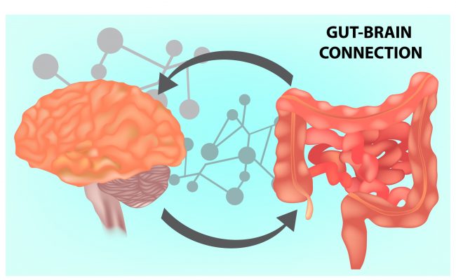 Gut-brain connection. Vector illustration