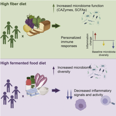 Graphic abstract - Gut-microbiota-targeted diets modulate human immune status